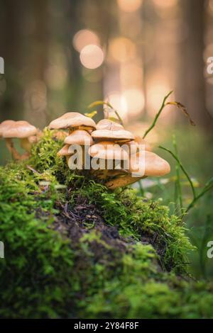 Un gruppo di funghi che crescono su un ceppo d'albero coperto di muschio in una foresta autunnale, Calw, Foresta Nera, Germania, Europa Foto Stock