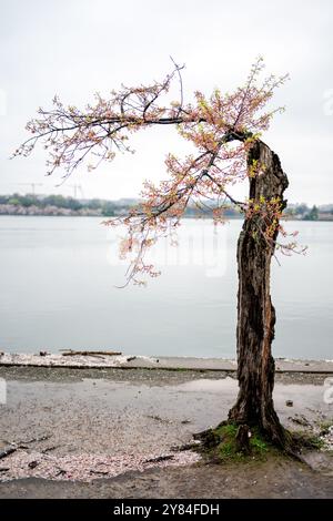 Albero di ciliegio Stumpy, Tidal Basin, Washington DC | WASHINGTON D.C., Stati Uniti — Il tronco cavo e logorato di "Stumpy", un albero di ciliegio Yoshino sul Tidal Basin, emette un ramo fiorito durante il suo ultimo primavera prima della rimozione. Le inondazioni di marea due volte al giorno su un argine consolidato hanno fatto marcire il tronco cavo, ma l’albero è comunque fiorito ogni anno ed è diventato un simbolo virale di resilienza dopo un post su Reddit del 2020. È stato rimosso dal National Park Service nel maggio 2024 per la ricostruzione dell’argine. Foto Stock