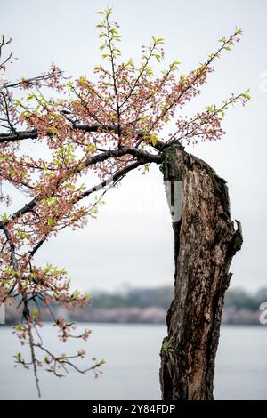 WASHINGTON DC - nuovi rami con fiori rosa e foglie verdi emergono dal tronco intempestivo di un vecchio ciliegio lungo il bacino delle Tidal. Molti degli alberi originali piantati nel 1912 continuano a fiorire ogni primavera, mostrando resistenza. Gli alberi in fiore sono al centro dell'annuale National Cherry Blossom Festival. Foto Stock