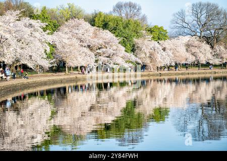 WASHINGTON DC - i ciliegi Yoshino in fiore fiancheggiano la passerella lungo il bacino delle maree, con i loro fiori riflessi nell'acqua. Gli alberi fioriti, originariamente un regalo del Giappone nel 1912, sono l'attrazione principale dell'annuale National Cherry Blossom Festival. I visitatori camminano lungo il sentiero per vedere le fioriture primaverili. Foto Stock