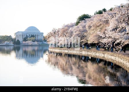 WASHINGTON DC - i ciliegi Yoshino in fiore fiancheggiano il bacino delle maree, con il Jefferson Memorial visibile sullo sfondo. Originariamente un regalo dal Giappone nel 1912, gli alberi sono al centro dell'annuale National Cherry Blossom Festival. I visitatori camminano lungo il lungomare per ammirare i fiori primaverili. Foto Stock