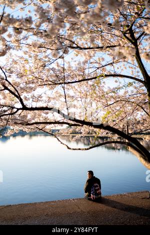 WASHINGTON DC - i ciliegi Yoshino in fiore incorniciano una vista del bacino delle maree, dove una persona siede sul lungomare durante l'annuale National Cherry Blossom Festival. Gli alberi in fiore, principalmente la specie Yoshino, furono un dono del Giappone nel 1912. L'acqua calma riflette i fiori durante il picco di fioritura all'inizio della primavera. Foto Stock