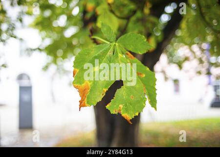 Foglie autunnali, foglie autunnali di castagno, Leoben, Stiria, Austria, Europa Foto Stock