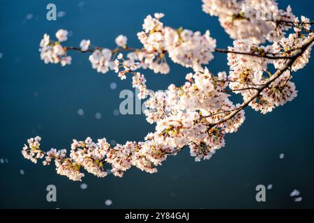 WASHINGTON DC, Stati Uniti: Un grazioso ramo di ciliegi in fiore si estende sulle tranquille acque del bacino delle maree a Washington DC. I delicati fiori rosa e bianchi del ciliegio Yoshino iniziano a far cadere petali sulla superficie calma sottostante. Foto Stock