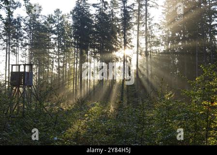 Raggi di sole nella foresta nuvolosa con un sedile alto in primo piano Foto Stock