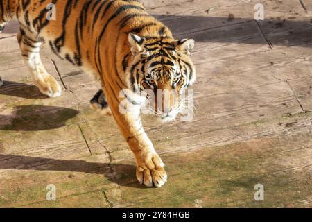 Una tigre cammina su un pavimento di legno. La tigre sta guardando la telecamera Foto Stock