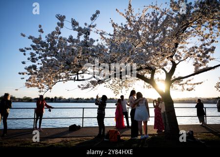 WASHINGTON DC: I visitatori sono colpiti dal sole che tramonta mentre si riuniscono sotto un ciliegio in piena fioritura lungo il bacino delle Tidal. Gli alberi, principalmente ciliegio Yoshino, sono stati un dono del Giappone nel 1912 e sono il fulcro dell'annuale National Cherry Blossom Festival della città. Foto Stock
