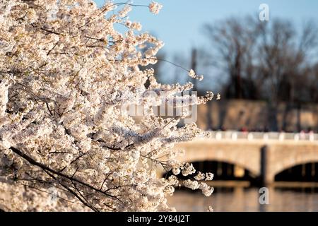 WASHINGTON DC - i fiori di un ciliegio Yoshino incorniciano il Tidal Basin's Outlet Bridge. Situato all'estremità orientale del bacino, il ponte controlla il flusso d'acqua nel canale di Washington ed è una caratteristica vista durante il National Cherry Blossom Festival. Foto Stock