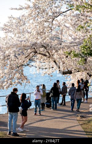 WASHINGTON DC - i visitatori camminano sotto i ciliegi Yoshino in piena fioritura lungo il bacino delle maree. L'annuale fioritura primaverile è il fulcro del National Cherry Blossom Festival, che celebra il dono 1912 degli alberi dal Giappone agli Stati Uniti. Foto Stock