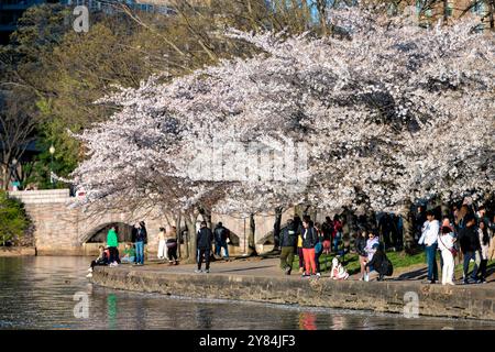 WASHINGTON DC - i visitatori camminano sotto i ciliegi Yoshino in piena fioritura lungo il bacino delle maree. La fioritura primaverile è il fulcro del National Cherry Blossom Festival, che commemora il dono degli alberi del 1912 dal Giappone agli Stati Uniti. Foto Stock