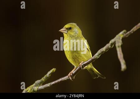 Greenfinch sulla filiale. Arroccato verde finch Foto Stock