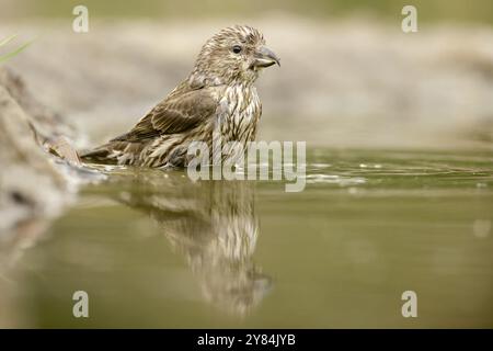 Red Crossbill che fa il bagno, giovanile Foto Stock