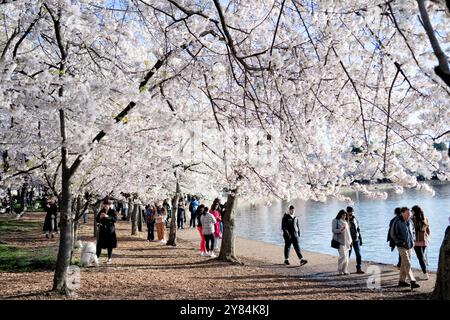 WASHINGTON DC - i visitatori camminano sotto gli alberi di ciliegio in piena fioritura lungo la passerella del bacino delle maree. Questi alberi fioriti, un dono del Giappone nel 1912, sono l'attrazione principale dell'annuale National Cherry Blossom Festival. Foto Stock