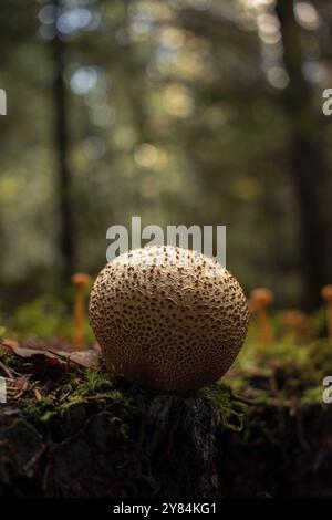 Palla di terra comune (scleroderma citrinum), primo piano, che cresce su un ceppo di alberi muschiati circondato da altri funghi, Nicklheim, Germania, Europa Foto Stock