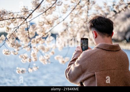 WASHINGTON DC, Stati Uniti: I visitatori scattano foto dei fiori di ciliegio in piena fioritura lungo il bacino delle maree a Washington DC. Turisti e locali utilizzano smartphone e fotocamere per documentare lo spettacolo annuale di fiori rosa e bianchi, creando un'atmosfera vivace durante il picco del National Cherry Blossom Festival. Il Jefferson Memorial può essere visto sullo sfondo, incorniciato dai ciliegi Yoshino in fiore. Foto Stock