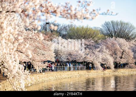 WASHINGTON DC - i visitatori apprezzano i fiori di ciliegio in piena fioritura lungo il bacino di marea a Washington DC. Lo spettacolo annuale di fiori rosa e bianchi attrae migliaia di turisti e locali, che passeggiano sotto il baldacchino dei ciliegi Yoshino. Questa tradizione primaverile segna il culmine del National Cherry Blossom Festival, che celebra il dono degli alberi del 1912 dal Giappone agli Stati Uniti. Foto Stock
