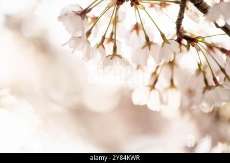 WASHINGTON DC, Stati Uniti: Una vista ravvicinata dei famosi fiori di ciliegio di Washington DC in piena fioritura, che mostra i delicati petali rosa e bianchi del ciliegio Yoshino (Prunus x yedoensis). Questa immagine dettagliata mette in evidenza l'intricata struttura dei fiori, con stami e pistole visibili, catturando la bellezza effimera che ogni primavera attira milioni di visitatori nella capitale durante il National Cherry Blossom Festival. Foto Stock