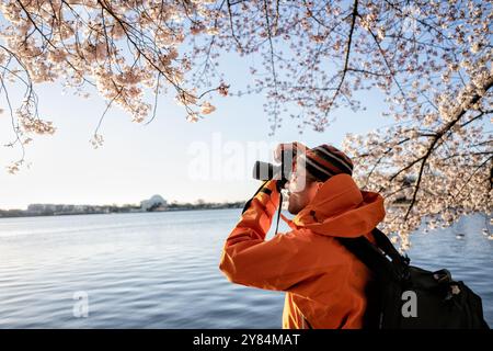 WASHINGTON DC, Stati Uniti: I visitatori scattano foto dei fiori di ciliegio in piena fioritura lungo il bacino delle maree a Washington DC. Turisti e locali utilizzano smartphone e fotocamere per documentare lo spettacolo annuale di fiori rosa e bianchi, creando un'atmosfera vivace durante il picco del National Cherry Blossom Festival. Il Jefferson Memorial può essere visto sullo sfondo, incorniciato dai ciliegi Yoshino in fiore. Foto Stock