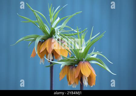 La Fritillaria imperialis, corona imperiale, fritillaria o corona kaiser, è una specie di pianta fiorente della famiglia dei giglio. Fritillaria imperialis, close- Foto Stock