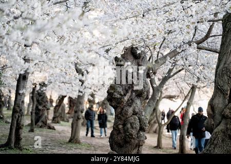 WASHINGTON DC - i visitatori camminano sotto un baldacchino di ciliegi Yoshino in fiore lungo il bacino delle maree. La fioritura annuale è al centro del National Cherry Blossom Festival, che celebra il dono 1912 degli alberi dal Giappone agli Stati Uniti. Foto Stock