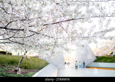 WASHINGTON DC - i fiori bianchi e rosa di un albero di ciliegio Yoshino fanno da cornice al Martin Luther King Jr. Monumento commemorativo al bacino delle maree. La scultura "Stone of Hope", realizzata in granito bianco, è visibile attraverso i rami durante l'annuale National Cherry Blossom Festival. Foto Stock