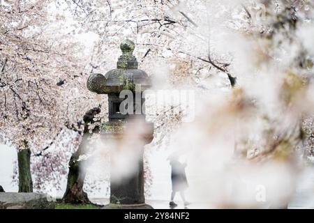 WASHINGTON DC, Stati Uniti - i fiori di ciliegio incorniciano la storica Lanterna di pietra giapponese presso il bacino delle maree a Washington DC. La lanterna di granito di 360 anni, circondata da ciliegi Yoshino in fiore, è un simbolo di amicizia tra Giappone e Stati Uniti. Questa iconica scena, catturata durante il National Cherry Blossom Festival, mostra la fusione culturale e i legami diplomatici rappresentati dalla fioritura annuale della primavera. Foto Stock