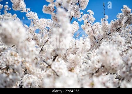 Fiori di ciliegio al Tidal Basin di Washington DC | WASHINGTON — Dense grappoli di fiori di ciliegio Yoshino bianchi riempiono l'inquadratura contro un cielo azzurro lungo il Tidal Basin a Washington, D.C. Gli alberi sono discendenti di un dono di 3.020 alberi di ciliegio della città di Tokyo del 1912, piantati per celebrare l'amicizia tra il Giappone e gli Stati Uniti. Foto Stock