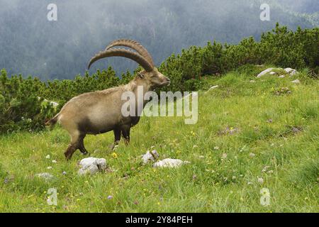 Stambecchi, Capra ibex, Benediktenwand, Kocheler Berge, Prealpi bavaresi, alta Baviera, Baviera, Germania, Europa Foto Stock
