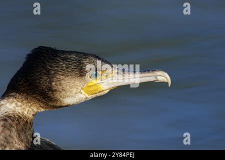 Ritratto di un cormorano. Ritrattistica di un cormorano Foto Stock