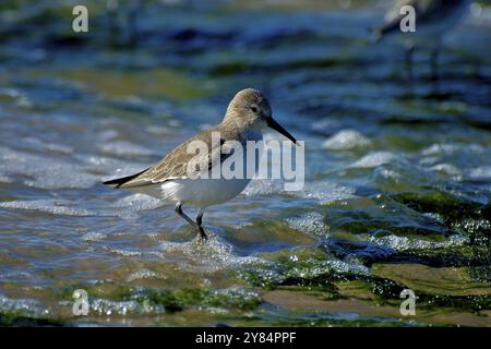 Corridore alpino vicino a Bergen aan Zee, NL. Dunlin sulla spiaggia in Olanda, Bergen aan Zee Foto Stock