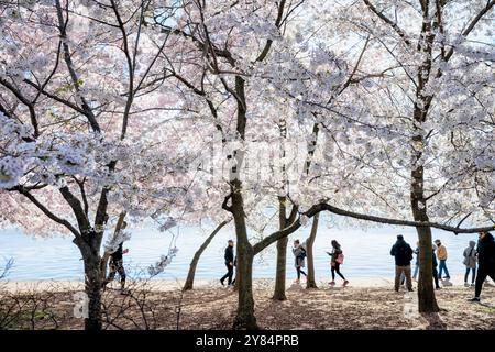 WASHINGTON DC - i visitatori camminano sotto i ciliegi Yoshino in fiore lungo il bacino delle maree durante l'annuale National Cherry Blossom Festival. L'evento primaverile celebra il dono 1912 degli alberi dal Giappone agli Stati Uniti. Foto Stock