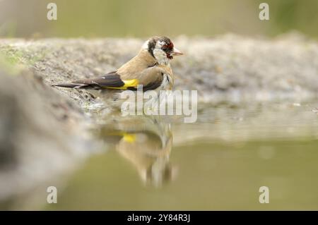 Goldfinch si fa un bagno, immagine speculare Foto Stock