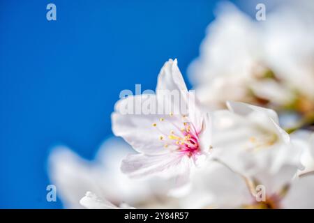 WASHINGTON DC - Una vista ravvicinata mostra un fiore di ciliegio Yoshino (Prunus x yedoensis) in piena fioritura, evidenziando i suoi petali bianchi e gli stami rosa. Questi alberi del bacino delle maree sono l'attrazione principale dell'annuale National Cherry Blossom Festival. Foto Stock