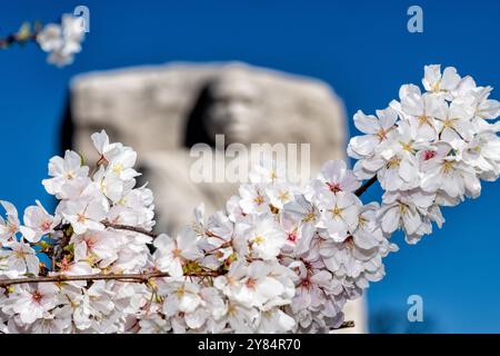 WASHINGTON DC, Stati Uniti - i fiori di ciliegio incorniciano il Martin Luther King Jr. Memorial durante la fioritura di picco lungo il bacino delle Tidal. La scultura Stone of Hope di 30 metri, raffigurante il Dr. King che emerge dal granito, si erge tra l'esposizione di primavera rosa e bianca. La posizione del memoriale tra i memoriali di Jefferson e Lincoln crea un allineamento simbolico del progresso dei diritti civili americani. Foto Stock