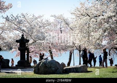 WASHINGTON DC, Stati Uniti - i fiori di ciliegio incorniciano la storica Lanterna di pietra giapponese presso il bacino delle maree a Washington DC. La lanterna di granito di 360 anni, circondata da ciliegi Yoshino in fiore, è un simbolo di amicizia tra Giappone e Stati Uniti. Questa iconica scena, catturata durante il National Cherry Blossom Festival, mostra la fusione culturale e i legami diplomatici rappresentati dalla fioritura annuale della primavera. Foto Stock