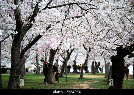 WASHINGTON DC - i visitatori camminano sotto i ciliegi Yoshino in fiore lungo il bacino delle maree. Gli alberi in fiore, un dono del Giappone nel 1912, sono al centro dell'annuale National Cherry Blossom Festival. Foto Stock