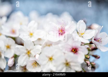 WASHINGTON DC - Una vista dettagliata e ravvicinata mostra i fiori di un ciliegio Yoshino (Prunus x yedoensis), mettendo in risalto gli stami e i pistoli del fiore. Situati lungo il bacino delle maree, questi alberi facevano parte di un dono del Giappone nel 1912 e sono al centro dell'annuale National Cherry Blossom Festival. Foto Stock