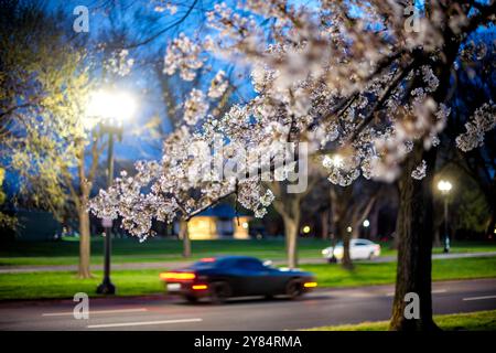 WASHINGTON DC, Stati Uniti - le auto viaggiano su Independence Avenue vicino al West Potomac Park nelle ore precedenti l'alba, con i ciliegi in piena fioritura in primo piano. La fioritura annuale dei ciliegi, donata dal Giappone nel 1912, attira migliaia di visitatori nella zona ogni primavera e offre un pittoresco contrasto con il traffico della città di prima mattina. Foto Stock