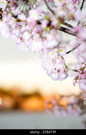 WASHINGTON DC - Una vista ravvicinata mostra i fiori di ciliegio Yoshino in piena fioritura lungo il bacino delle Tidal. Questi alberi fioriti, originariamente un dono del Giappone nel 1912, sono l'attrazione principale dell'annuale National Cherry Blossom Festival ogni primavera. Foto Stock