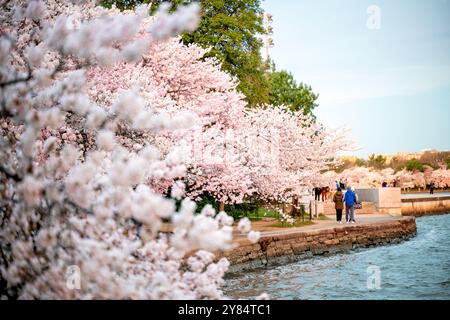 WASHINGTON DC - i ciliegi Yoshino in fiore fiancheggiano la passerella lungo il bacino delle maree durante l'annuale National Cherry Blossom Festival. La gente cammina lungo il sentiero per vedere i fiori rosa pallido e bianco. Gli alberi originali erano un dono del Giappone agli Stati Uniti nel 1912. Foto Stock