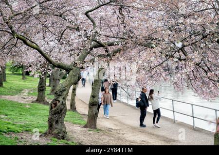 WASHINGTON DC - i visitatori camminano sotto i ciliegi Yoshino in fiore lungo il sentiero del bacino delle maree. Gli alberi in fiore, un dono del Giappone nel 1912, sono l'attrazione principale dell'annuale National Cherry Blossom Festival ogni primavera. Foto Stock