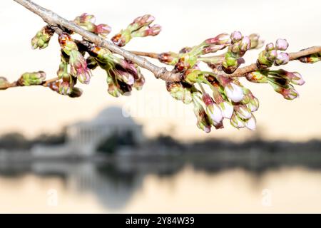WASHINGTON DC - i ciliegi di Yoshino sono nelle prime fasi della fioritura lungo il bacino delle maree, con il Jefferson Memorial visibile sullo sfondo. Questi alberi fioriti, originariamente un dono del Giappone nel 1912, sono l'attrazione principale dell'annuale National Cherry Blossom Festival. Questa vista cattura l'inizio del ciclo di fioritura prima che i fiori raggiungano il loro picco. Foto Stock