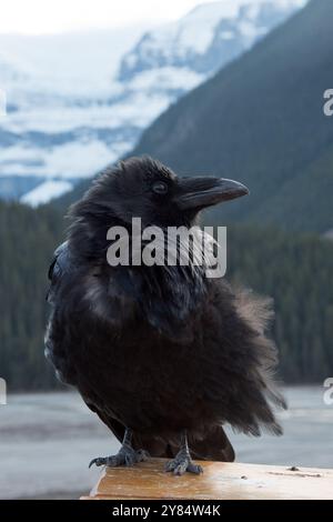 Common Raven seduto a lato della Icefields Parkway nelle Montagne Rocciose canadesi nel Jasper National Park in Alberta in Canada Foto Stock