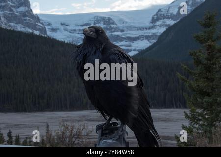 Common Raven seduto a lato della Icefields Parkway nelle Montagne Rocciose canadesi nel Jasper National Park in Alberta in Canada Foto Stock