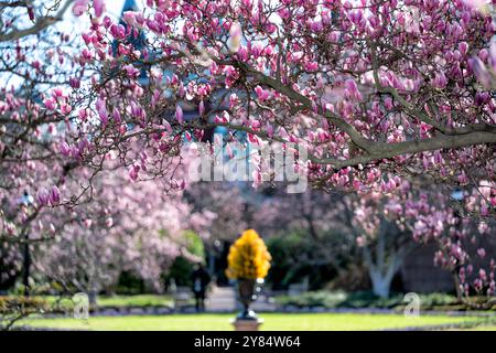 WASHINGTON DC - i fiori di Magnolia fioriscono nel giardino Enid A. Haupt, situato sui terreni dello Smithsonian Institution. Questi alberi fioriti sono una caratteristica del giardino all'inizio della primavera, e le torrette dello Smithsonian Institution Building, noto anche come il Castello, sono visibili sullo sfondo. Foto Stock