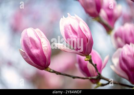 WASHINGTON DC - i fiori di magnolia rosa fioriscono nel giardino Enid A. Haupt. Questi grandi fiori sono tra i primi ad apparire all'inizio della primavera, spesso aggiungendo colore alla città prima del picco del National Cherry Blossom Festival. Foto Stock