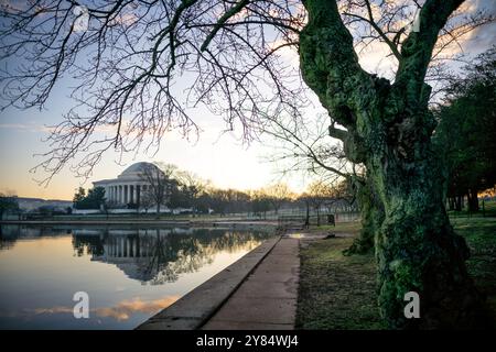 WASHINGTON DC, Stati Uniti: Il Jefferson Memorial si erge dietro un tratto di vecchi ciliegi gnarati lungo il bacino delle maree in inverno. Questi alberi storici, non ancora in fiore, sono stati successivamente rimossi come parte del progetto di ricostruzione del bacino di marea Seawall iniziato nell'estate del 2024. Il grande progetto mira ad affrontare le inondazioni e le questioni di erosione che interessano le infrastrutture della zona e i caratteristici ciliegi. Foto Stock