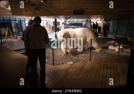 LONGYEARBYEN, Svalbard, Un esemplare di orso polare a grandezza naturale è esposto in modo prominente al Museo delle Svalbard, offrendo ai visitatori una vista ravvicinata dell'iconico predatore dell'Artico. Questa mostra fa parte della mostra completa del museo sulla fauna selvatica e la storia naturale uniche delle Svalbard. Foto Stock