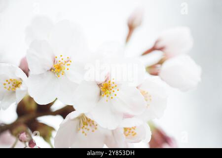 WASHINGTON DC - Un primo piano mostra i fiori di ciliegio Yoshino (Prunus x yedoensis) nella loro fase iniziale di fioritura, quando i fiori sono prevalentemente bianchi. Questi alberi fioriti, un dono alla città dal Giappone nel 1912, sono al centro dell'annuale National Cherry Blossom Festival. Foto Stock