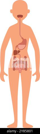 Apparato digerente nel corpo femminile. Anatomia del tratto gastrointestinale Illustrazione Vettoriale
